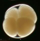 Early_embryo