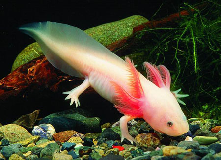 cdv-axolotl