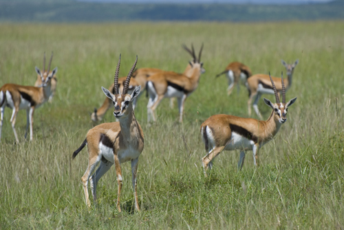 Gazella-thomsoni-in-Masai-Mara-3197-1390275474